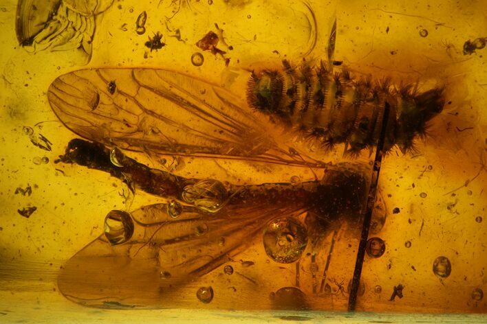 Fossil Crane Fly (Tipulidae) & Millipede (Polyxenidae) In Baltic Amber #170066